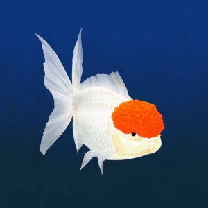 Oranda, goldfish, animal illustration