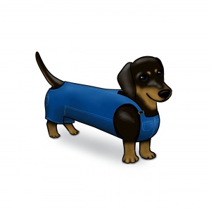 Dachshund in dungarees