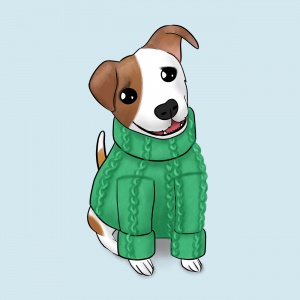Jack Russell in a jumper