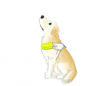 Pearl 2 - Golden Retriever in a Guide Dog Jacket